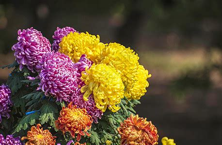 芙蓉菊花語|芙蓉菊